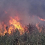Дете на 13 години е причинило големия пожар край Хасково