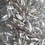 Прокуратурата разследва замърсяване заради откритите мъртви риби в Струма