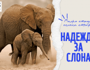 WWF: Размерът на популациите на диви животни в света е намалял със 73% за 52 години 