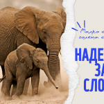 WWF: Размерът на популациите на диви животни в света е намалял със 73% за 52 години 